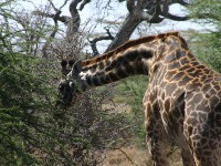 Masai Giraffe