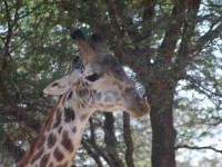 Masai Giraffe