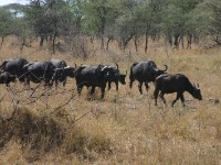 African Buffalo