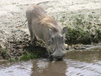 Common Warthog