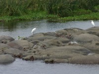 Hippopotamus & Cattle Egret