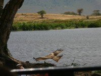 Yellow-billed Kite