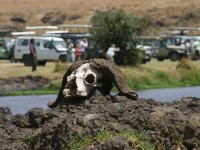 Ngorongoro