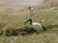 Sacred Ibis