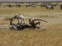 African Elephant - bones