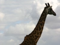 Masai Giraffe