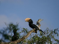 Silvery-cheeked Hornbill