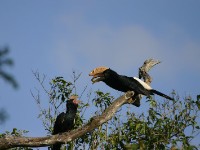 Silvery-cheeked Hornbill