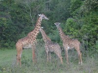 Masai Giraffe