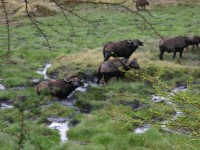 African Buffalo