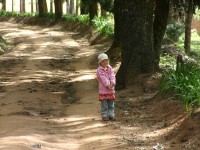 Usambara forest walk