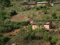 Usambara forest walk