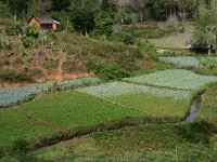 Usambara forest walk