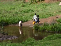 Usambara forest walk