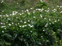 Usambara forest walk