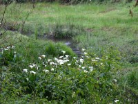 Usambara forest walk