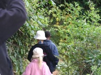 Usambara forest walk