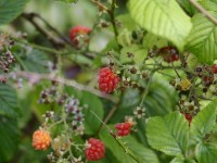 Usambara forest walk