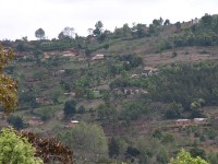 Usambara forest walk