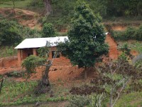 Usambara forest walk