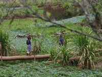 Usambara forest walk