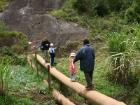 Usambara forest walk