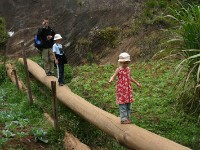 Usambara forest walk