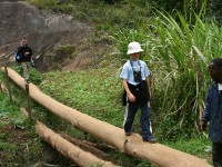 Usambara forest walk