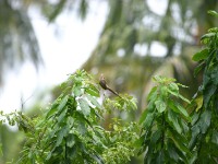 Speckled Mousebird