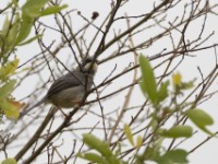 White-chinned Prinia (Schistolais leucopogon)