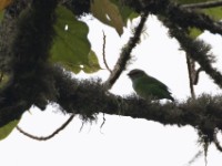 Green Broadbill (Calyptomena viridis)