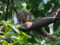 Carruther's Mountain Squirrel (Funisciurus carruthersi)