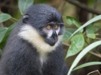 L'Hoest's Monkey (Cercopithecus lhoesti)
