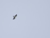 Ayres's Hawk-Eagle (Hieraaetus ayresii)