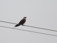 Mosque Swallow (Cecropis senegalensis)